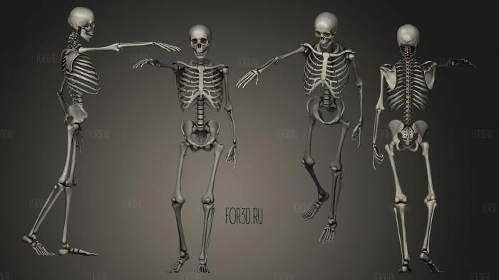 Bony Landmarks of Skeleton of Houdons Lcorch 3d stl модель для ЧПУ
