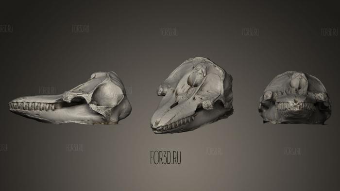 False killer whale skull 3d stl модель для ЧПУ