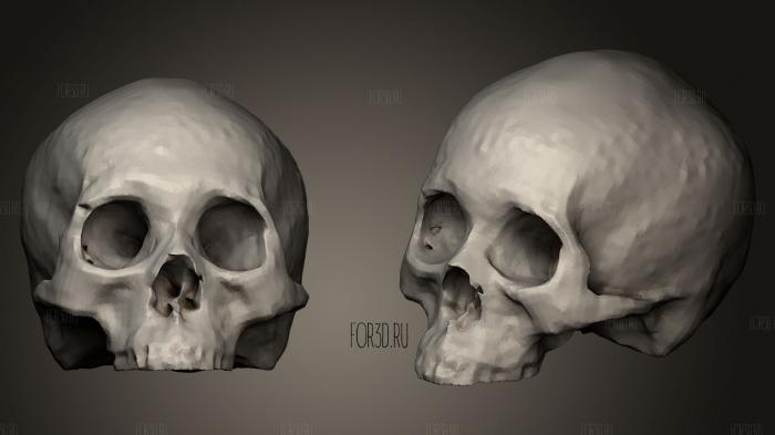 Судебно-медицинский образец человеческого черепа 3d stl модель для ЧПУ