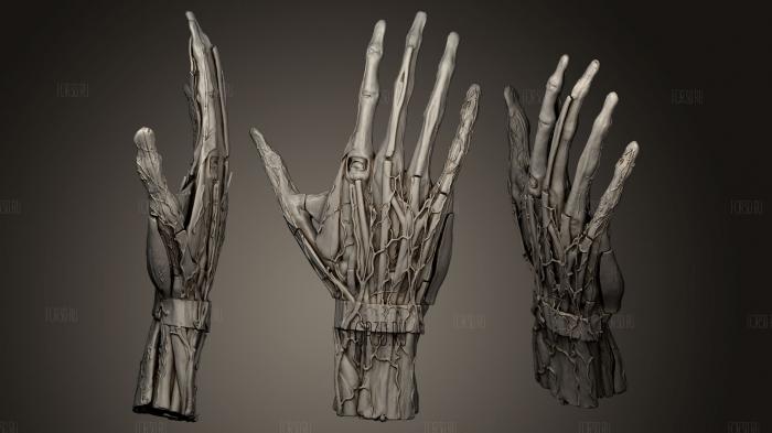 Анатомическая модель человека - рука 3d stl модель для ЧПУ