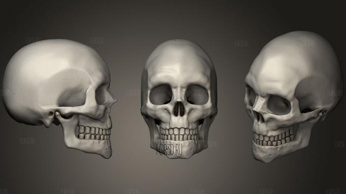 Anatomical Human Male Skull High Poly stl model for CNC