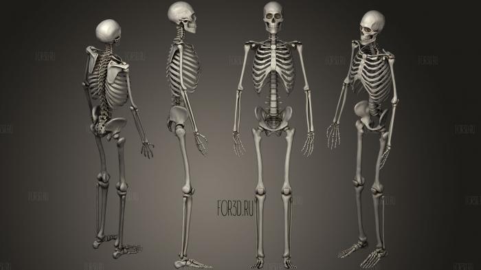 Анатомическая скульптура мужского скелета 3d stl модель для ЧПУ