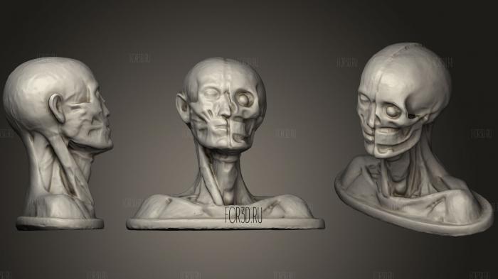 Anatomical of Human Head 3d stl модель для ЧПУ