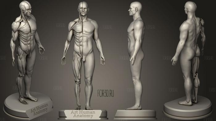 Художественная Анатомия человека мужчина 3d stl модель для ЧПУ