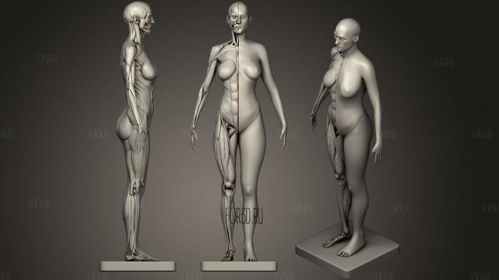 Анатомия женских мышц 3d печать