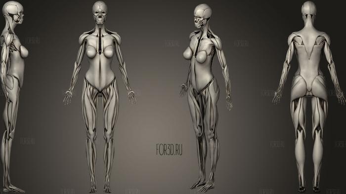 Female Muscular system 3d stl модель для ЧПУ