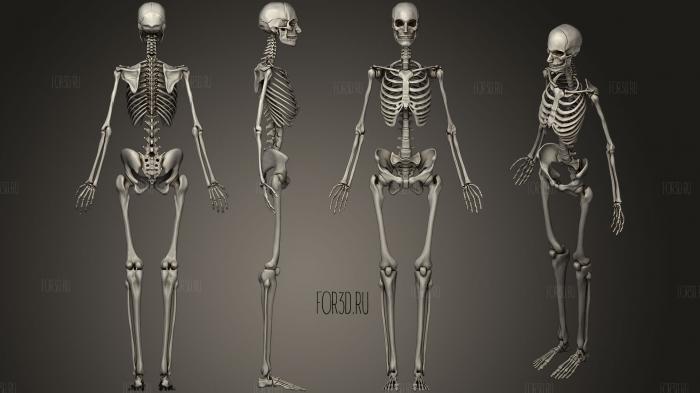 Женская костная система Скелет 3d stl модель для ЧПУ