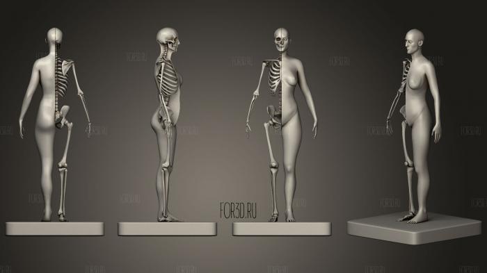 3D Печать Анатомии Женского Скелета 3d stl модель для ЧПУ