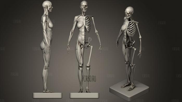 Female Skeleton Muscle 3d Print 3d stl модель для ЧПУ