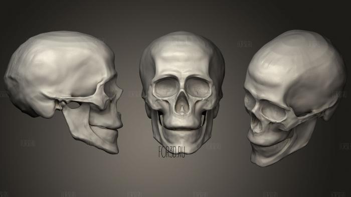 Head Skeleton Practice 3d stl модель для ЧПУ