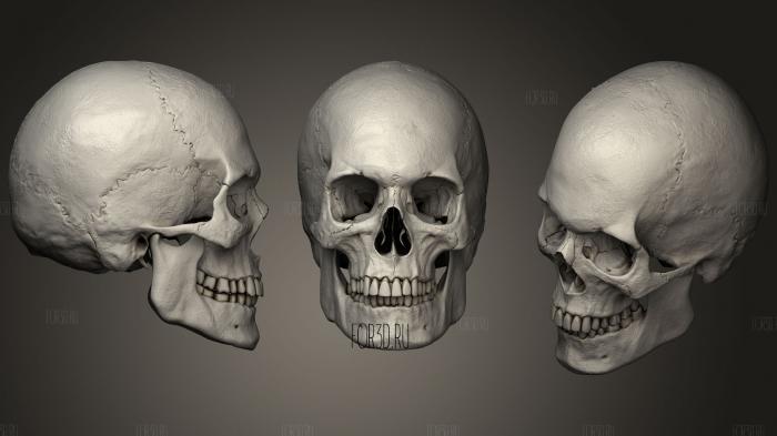 High poly skull Sculpt