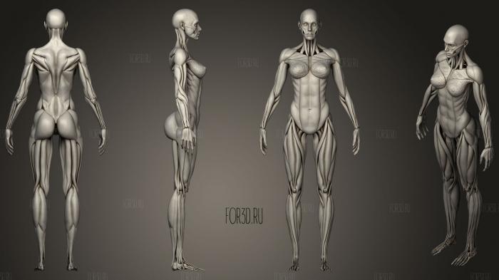 Highly Detailed Human Muscles Female