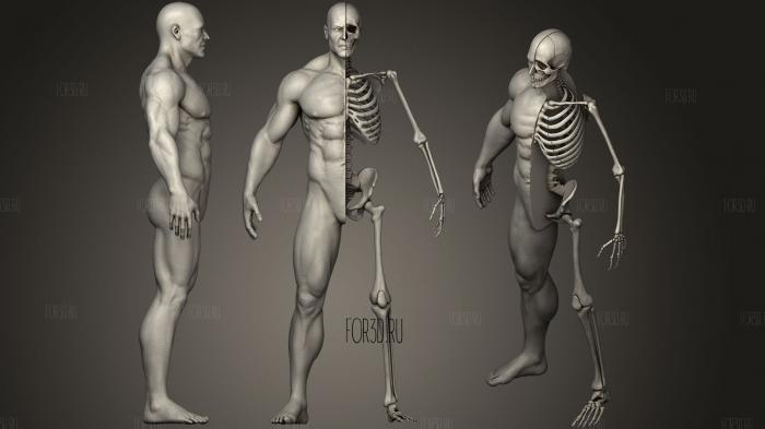 Высокодетализированный Человеческий Скелет Мужской