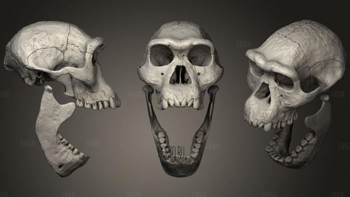Homo Erectus Dmanisi Skull