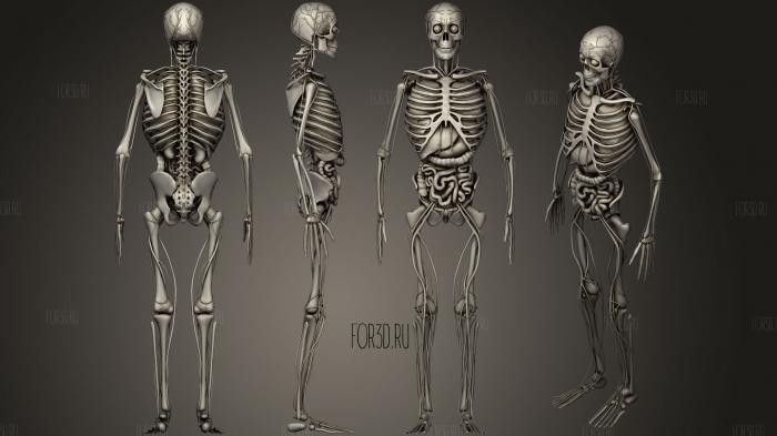 Human Body with circulatory system stl model for CNC