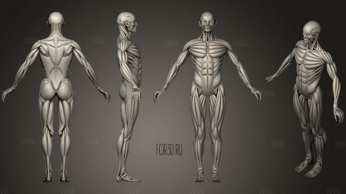 Human Bones and Muscles