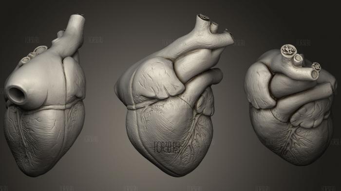 Человеческое сердце в Натуральную величину
