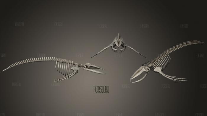 Скелет горбатого кита
