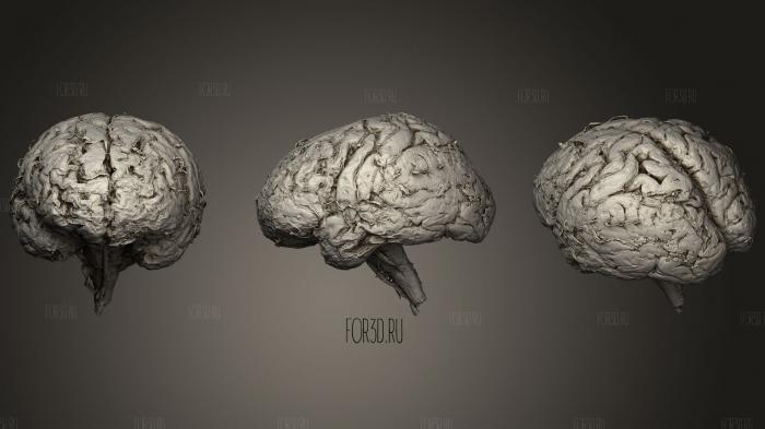 Inferior Face of the Brain 3d stl модель для ЧПУ