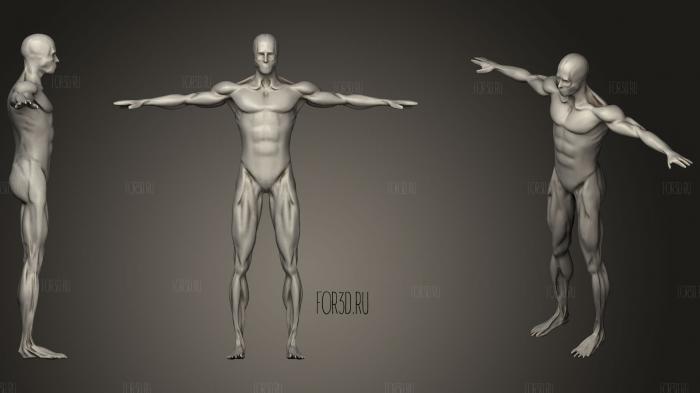 Anatomy Male Muscle