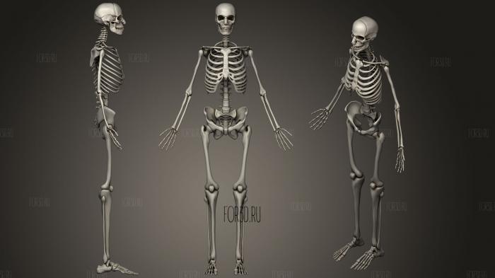 Скелет мужской костной системы 3d stl модель для ЧПУ