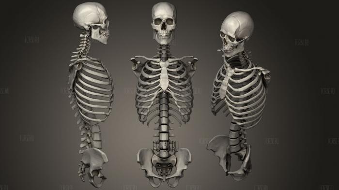 Torso Study Full Skeletal Torso