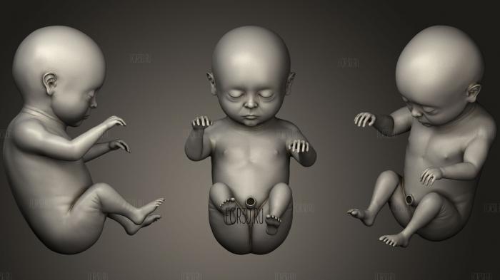 Month 9 Human embryonic baby stages 3d stl модель для ЧПУ