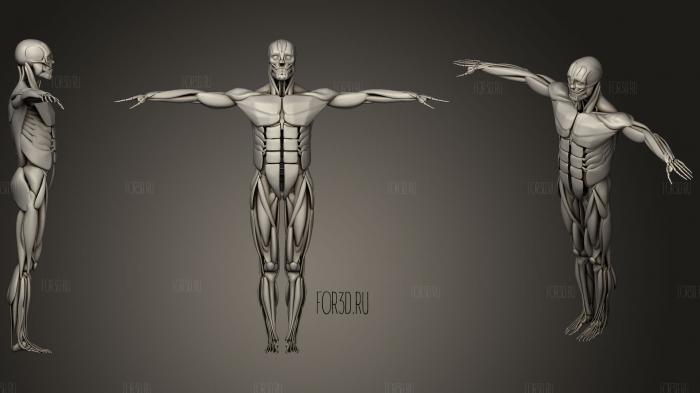 Мышцы со скелетом 3d stl модель для ЧПУ