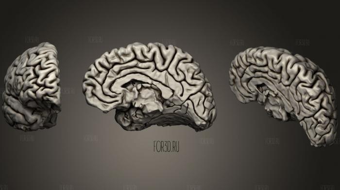 Нейроанатомия коры головного мозга 3d stl модель для ЧПУ