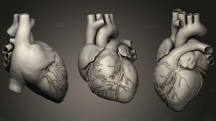 Реалистичное Человеческое Сердце 3d stl модель для ЧПУ