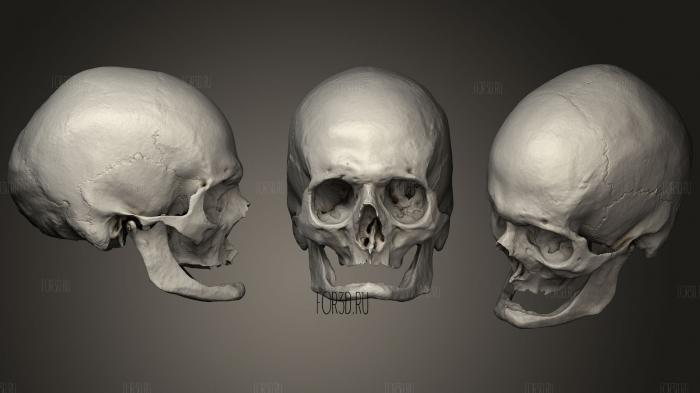 Skull Elderly Caucasian 3d stl модель для ЧПУ