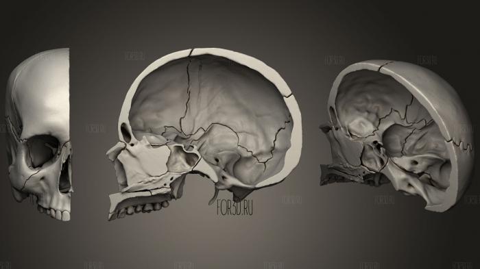 Средне- сагиттальный отдел черепа