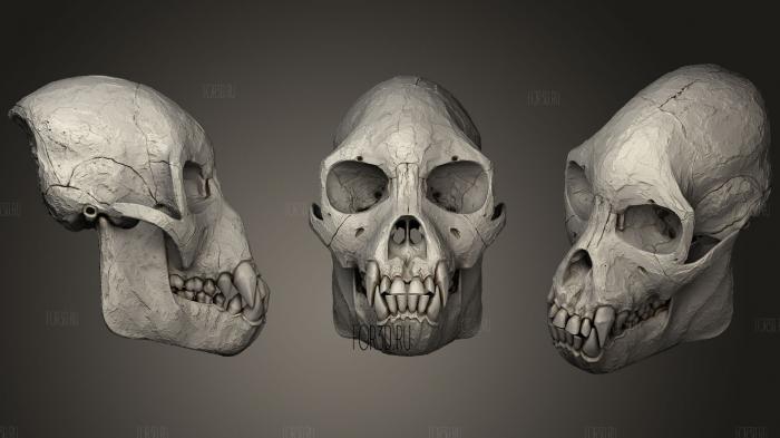 Skull of Female Proconsul Africanus