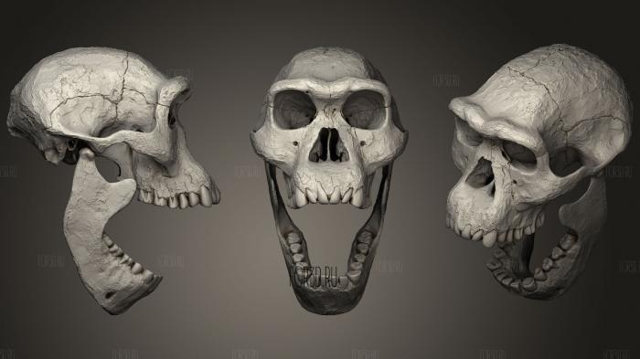 Skull of Homo Erectus Dmanisi39 3d stl модель для ЧПУ