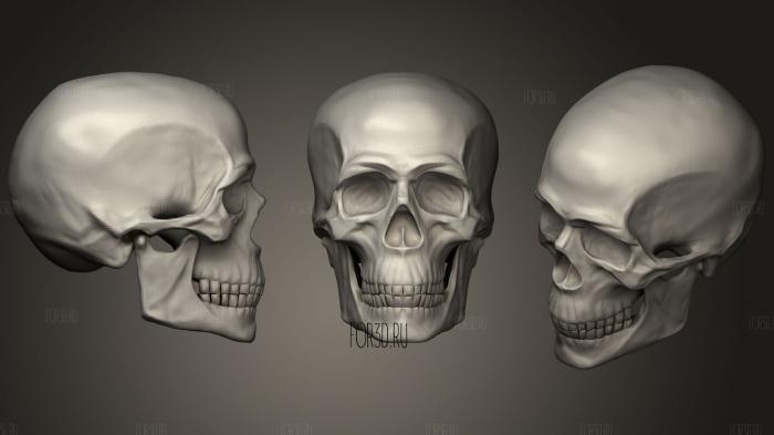 Skull Sculpting Practice 3 3d stl модель для ЧПУ