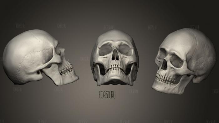 Skull skeletal human head 3d stl модель для ЧПУ