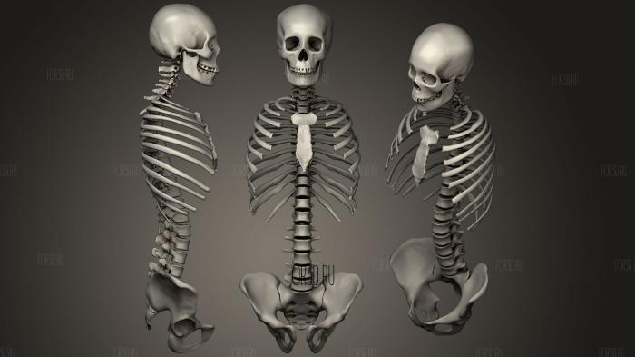 Skull spine ribs and pelvic bones