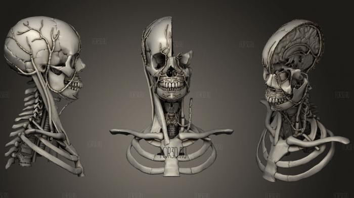 The Venous System of the Head amp Neck stl model for CNC