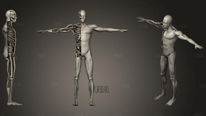 Anatomy Human Body Dissection Animation Runing100 stl model for CNC