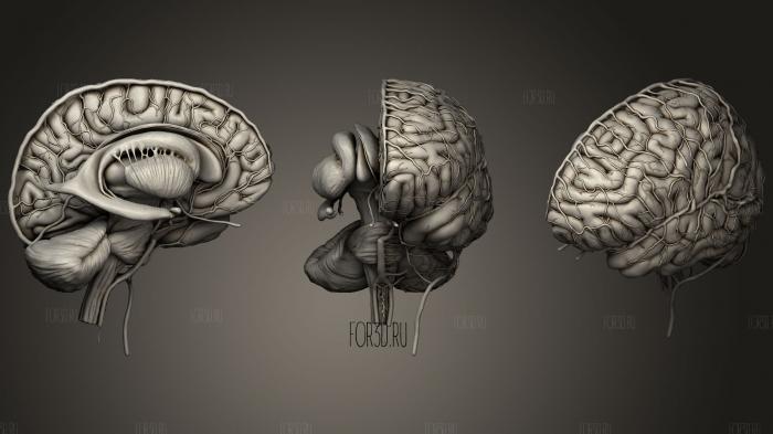 Anatomy of the Human Brain stl model for CNC
