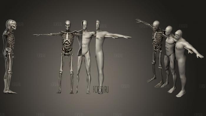 Animation Dissection Anatomy Systems RUNING