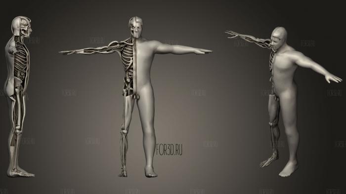 Animation Dissection Male Anatomy Systems stl model for CNC