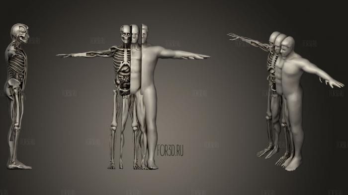 Animation Dissection Male Anatomy Systems20 stl model for CNC