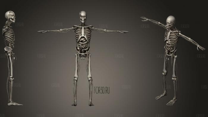 Animation Skeletal Anatomy Systems RUNING stl model for CNC