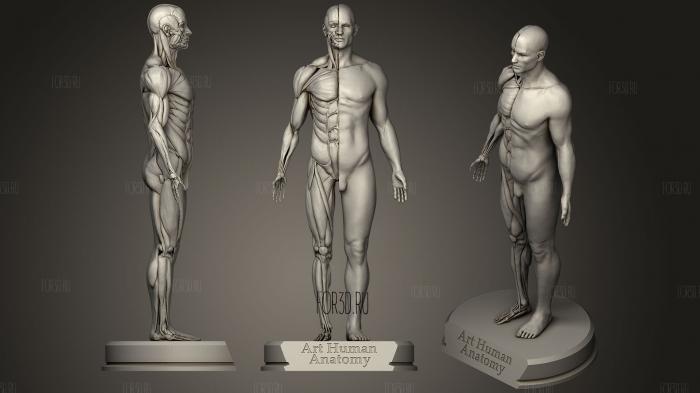 Art Human Anatomy male stl model for CNC