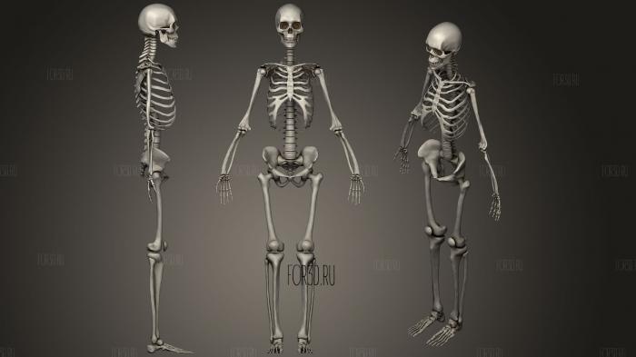Женский скелет человека