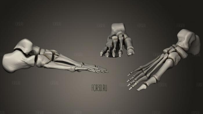 Foot Skeletonamp Skin