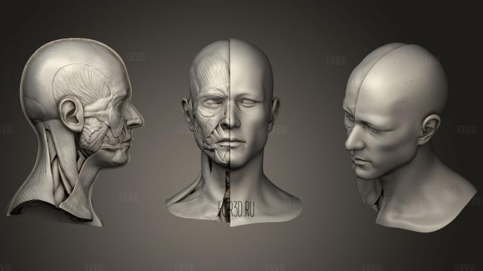 Head Anatomy for Artist