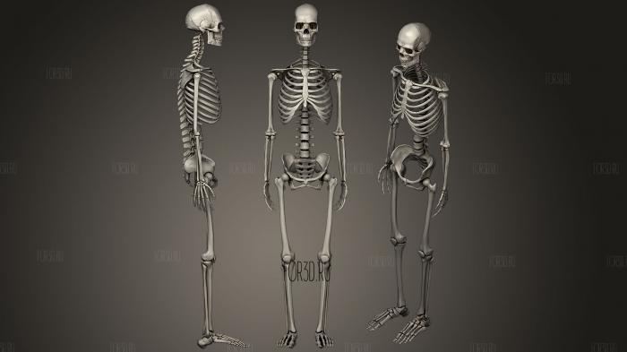 Human skeleton Esqueleto Humano