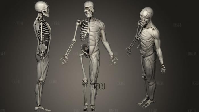 Human Skeleton Muscles 3d stl модель для ЧПУ